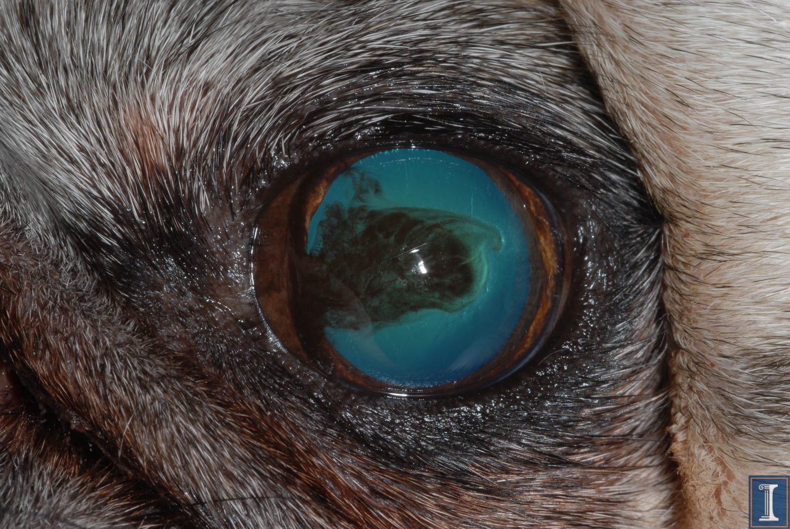 Queratitis pigmentaria en Pugs Mi Carlino