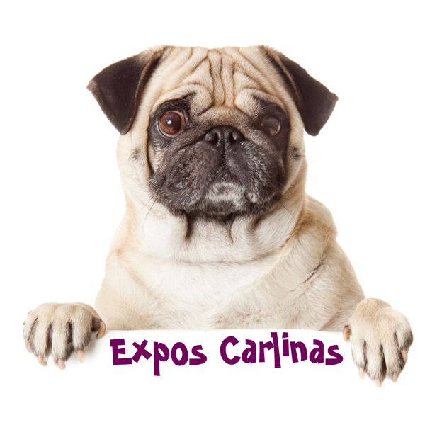 shows caninos