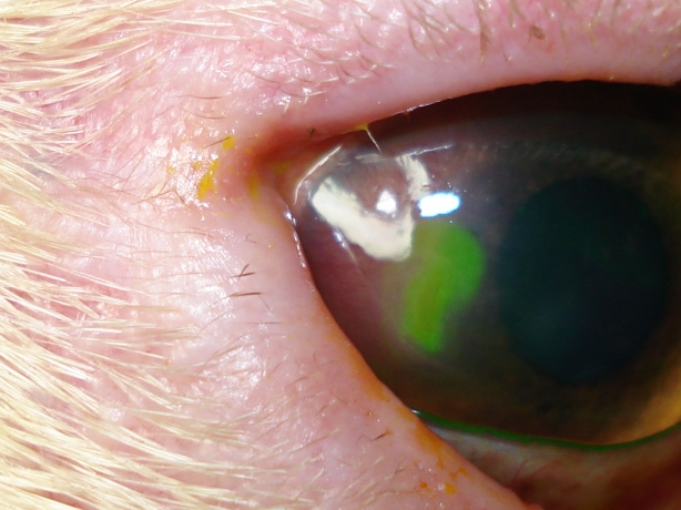 Ulcera corneal carlino