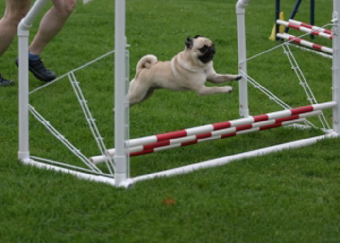 Salto de longitud en agility