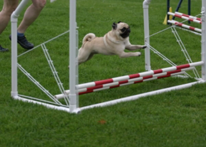 Salto de longitud en agility