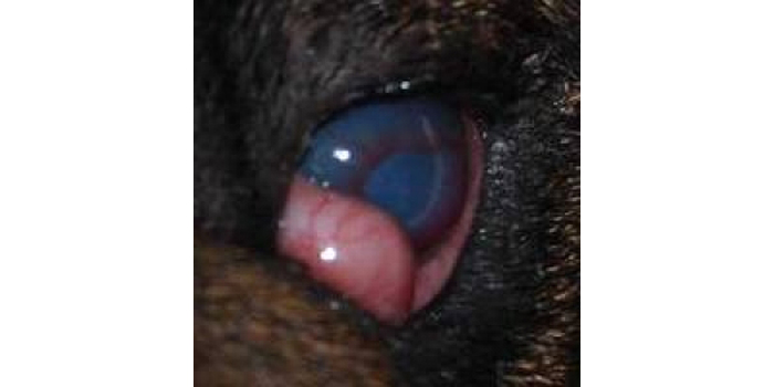 Queratoconjuntivitis seca canina