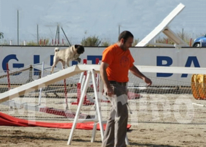 Pasarela agility