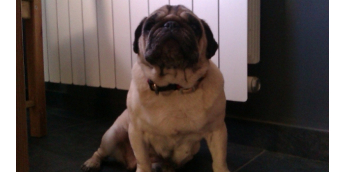 Carlino del mes de Febrero 2014