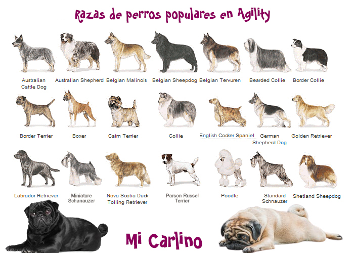 Razas de perros para agility