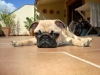 Particularidades del comportamiento de la raza de perro pug