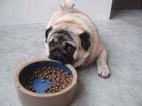Trucos para engordar a mi perro