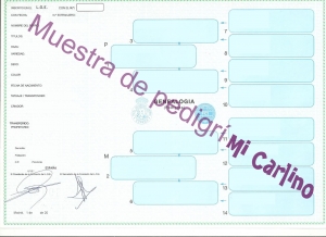 F.A.Q. El Pedigree