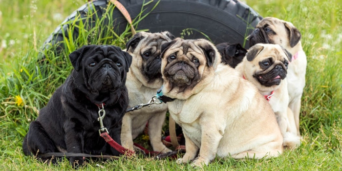 Enfermedades del Carlino / Pug / Mops