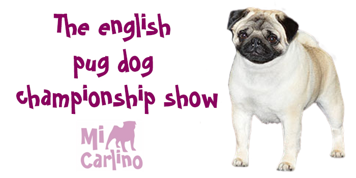 THE ENGLISH PUG DOG CHAMPIONSHIP SHOW