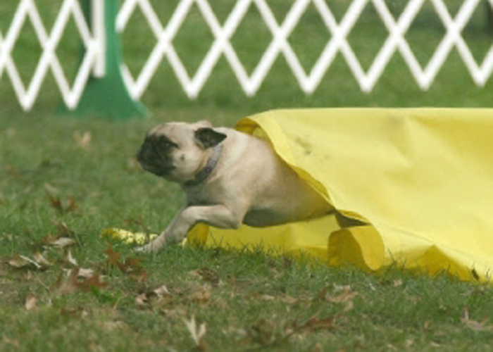 Túnel ciego en agility