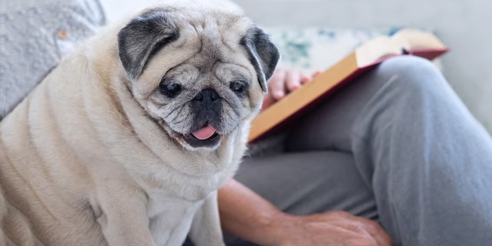 La comunicación táctil en los perros