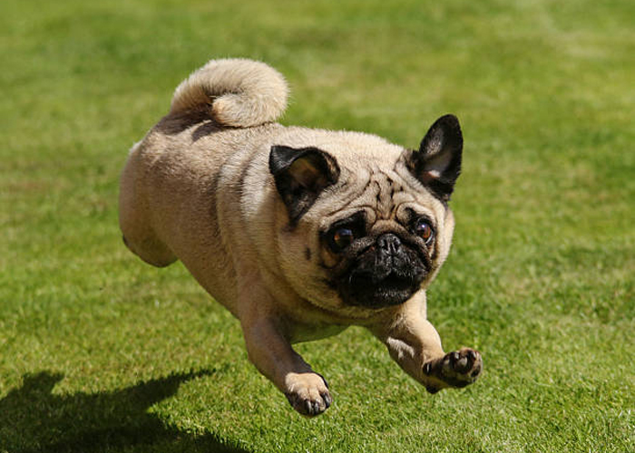 Enseña a tu carlino a hacer los saltos de agility