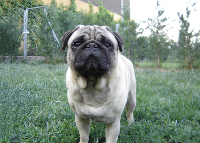 Bart de Mi Carlino y el Agility