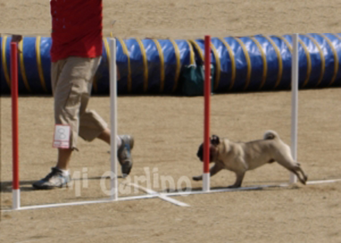 Slalom en agility