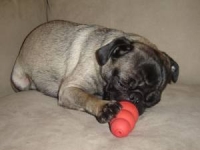Carlino Smutty leonado