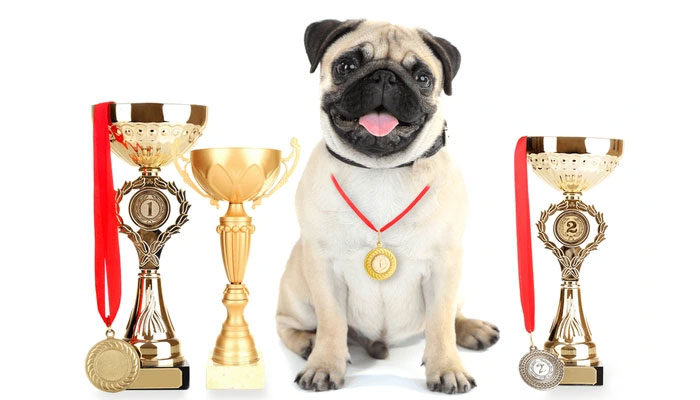 Los carlinos y las exposiciones caninas: cómo participar y destacar en estas competencias