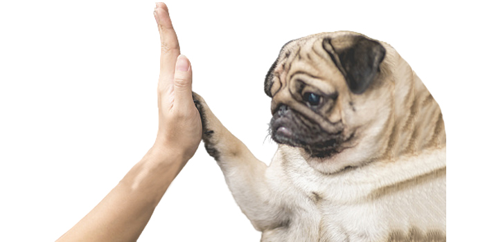 Normativa de Idenfiticación Canina