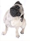 Perfil comportamental de la raza de perro pug