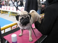 ¿Qué son las exposiciones caninas?