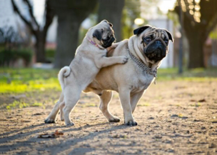 Cómo apuntar a tu carlino a una exposición de belleza canina