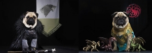 Game Of Pugs