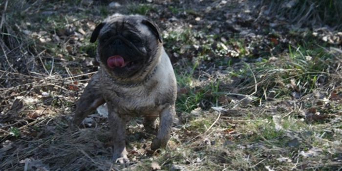 Carlino del mes de Enero 2013