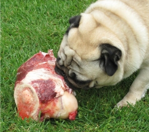 Genética para criadores de perros