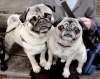Edades del Perro: Años perros y humanos