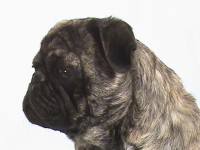 Carlino Brindle