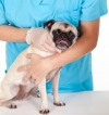 Calendario vacunación perros