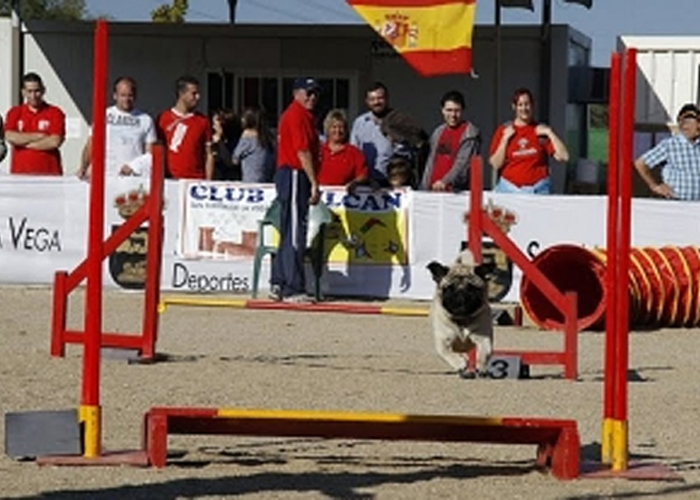 El carlino y Agility