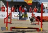 El carlino y Agility