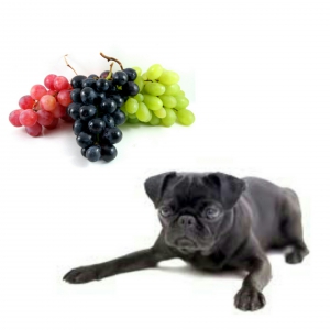 Tu carlino no debería comer uvas