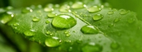Listado de Piensos Ecológicos