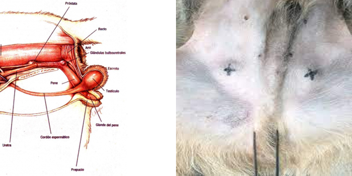 Criptorquidia en el perro