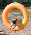 ¿Qué es el Agility?