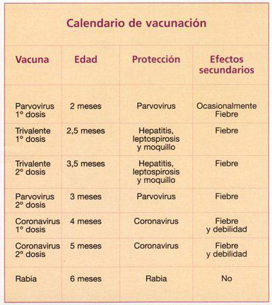 Calendario vacunación perros Carlino