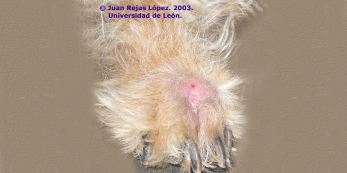 Pododermatitis canina